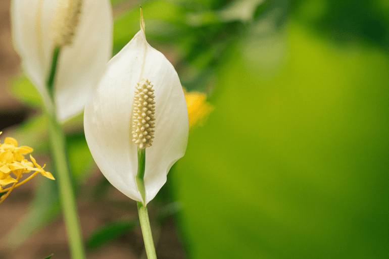 Peace lily https://www.pexels.com/photo/close-up-of-white-peace-lily-in-garden-setting-32425127/
