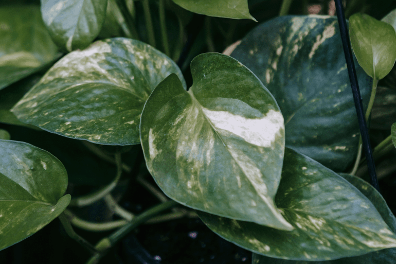 Pothos https://www.pexels.com/photo/potted-plant-with-green-leaves-6913641/