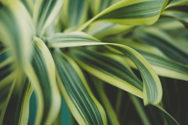 Dracaena https://www.pexels.com/photo/close-up-of-variegated-dracaena-leaves-36622463/