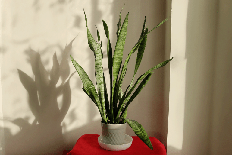 snake plant or sansevieria https://www.pexels.com/photo/stylish-indoor-snake-plant-in-modern-pot-29218657/