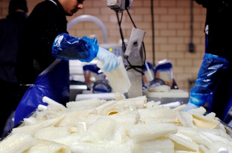ap_6a53bee2421be-1783873250 In this Thursday, Dec. 13, 2012 photo, lutefisk is made from dried ling cod brought in from Norway, at Olsen Fish Co., in Minneapolis. America's foodie culture has inspired a new generation of chefs and adventurous eaters who have mined ethnic food traditions to create gourmet delicacies. But lutefisk, a dried white cod reconstituted in caustic chemicals, is one heritage dish that has remained stubbornly unimproved. (AP Photo/Genevieve Ross)