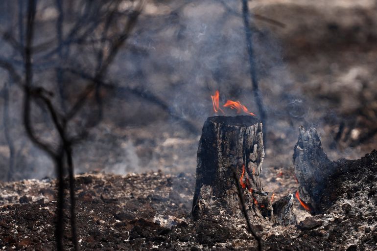 Flames burn vegetation and tree trunks during a wildfire in Cotignac, France, Wednesday July 22, 2026, as drought conditions worsen following a heatwave and water shortages across much of France. (Manon Cruz/Pool Photo via AP)