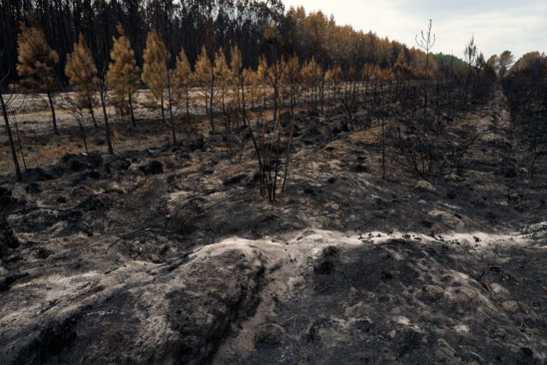 getty_6a6b8ec4ae-1785433796 LANTON, FRANCE - JULY 30: The white outline of a burned tree is visible on the charred forest floor after a wildfire on July 30, 2026 in Lanton, France. The Gironde wildfire that broke out on July 22 has already forced some 220,000 people to evacuate from the world-class wine region in the southwest of France, with the fire now advancing on the outskirts of Bordeaux, a city with a population of 268,000. Fire services are racing to contain the flames ahead of another heatwave forecast this week. The blaze has scorched an estimated 42,000 hectares so far, nearly double the area that was burned during wildfires that devastated the region in 2022. (Photo by Pierre Crom/Getty Images)