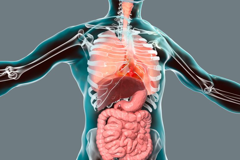 gettyimages-1148110203-1707818410 Human body anatomy, respiratory and digestive systems, computer illustration.