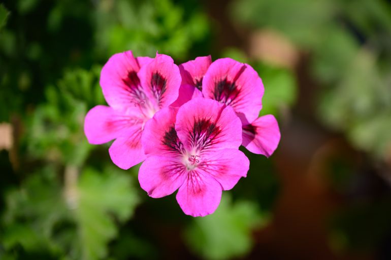 gettyimages-2282475519-1784065705 Pelargonium graveolens (Rose scented pelargonium, Citronella, Geranium) flowers