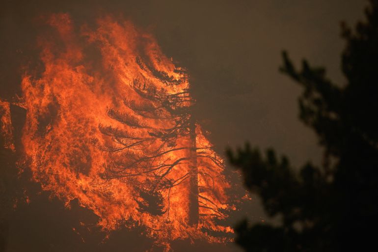 A tree burns during a wildfire in Albendiego, Guadalajara, Spain, July 21, 2026. REUTERS/Ana Beltran