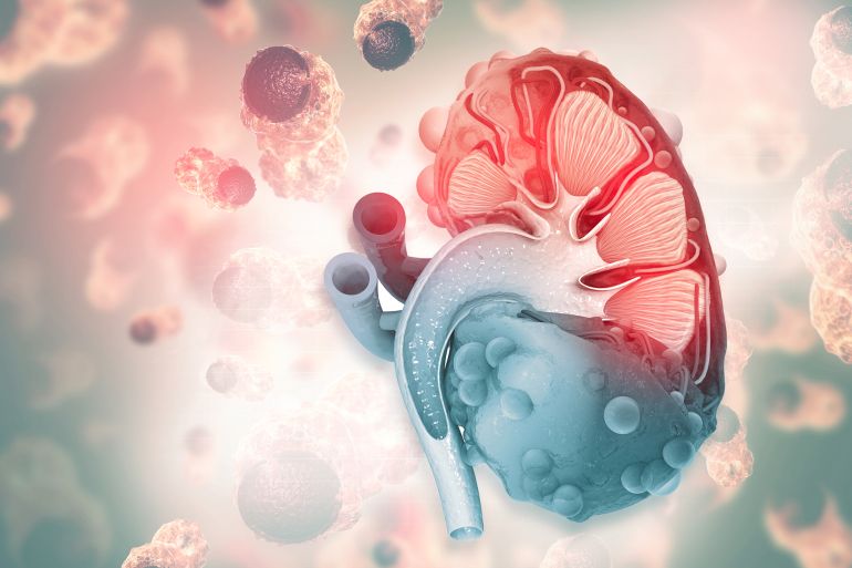 shutterstock_1917212864-1756575329 Kidney disease. Kidney cross section. 3d illustration; Shutterstock ID 1917212864; purchase_order: aj; job: ; client: ; other: