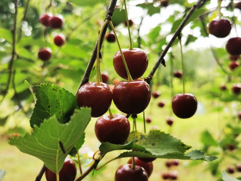 shutterstock_2478846187-1752919018 cherry