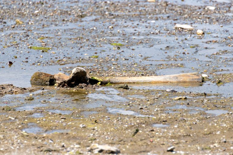 55-1786189116 The remains of what historians believe is an ancient mammoth, which emerged after the Danube River's water level receded to a record low, lie on the riverbed near the village of Ryahovo, Slivo pole municipality, Bulgaria, in this handout image released on July 29, 2026. Lyuboslav Yordanov/Slivo pole municipality/Handout via REUTERS FOR EDITORIAL USE ONLY. NO RESALES. NO ARCHIVES