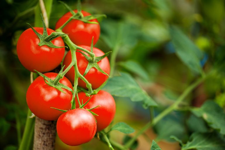 adobestock_190920722-1787837968 Ripe tomato plant growing in greenhouse. Tasty red heirloom tomatoes. Blurry background and copy space المصدر: أدوبي ستوك