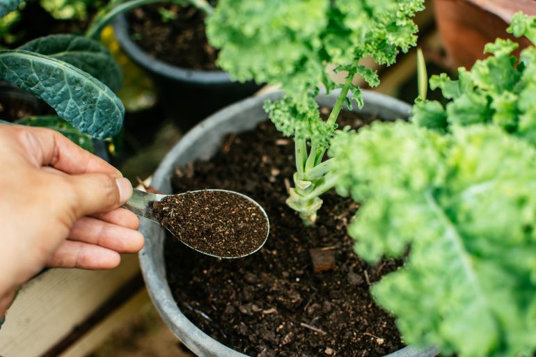 Man's hand is sowing organic fertilizer for plants by spoon. Manure fertilizer rich in nitrogen for growth. المصدر: أدوبي ستوك