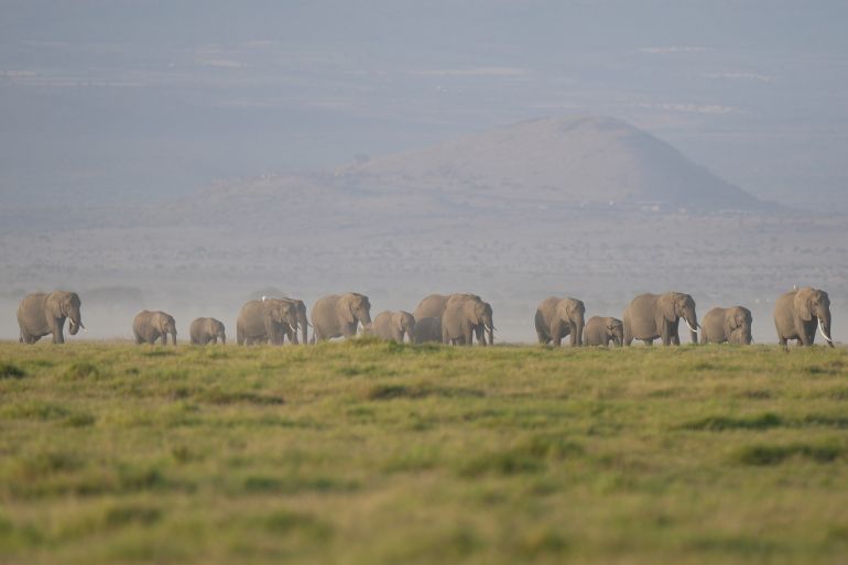 ap_6a6ee84caddfa-1785653324 A herd of elephants grazes in Amboseli National Park in Kajiado, Kenya, Thursday, Feb. 12, 2026. (AP Photo/Brian Inganga)