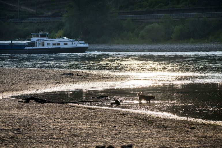 getty_6a7206629d-1785857634 OBERWESEL, GERMANY - JULY 30: A dog stands at an exposed huge sandbar on the Rhine River while a cargo ship passes during ongoing drought and a new heat wave on July 30, 2026 near Oberwesel, Germany. The Rhine's water levels are continuing to fall, with a record low possibly expected by tomorrow. Those cargo ships that are able to sail at such low water levels are currently traveling with only a fraction of their normal capacity, making river shipping for now commercially unviable. (Photo by Thomas Lohnes/Getty Images)