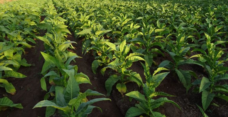 tobacco-1786366005 Tobacco, Nicotiana tabacum, Leaves image. Free for use.