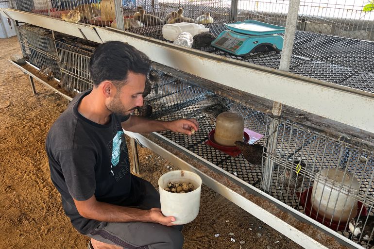 34665-1789140509 عامل يجمع البيض من قفص طيور السمان في حاضنة تتبع مؤسسة الجود الاغاثية، بحي الزيتون بمدينة غزة تمهيدا لنقله للفقاسات