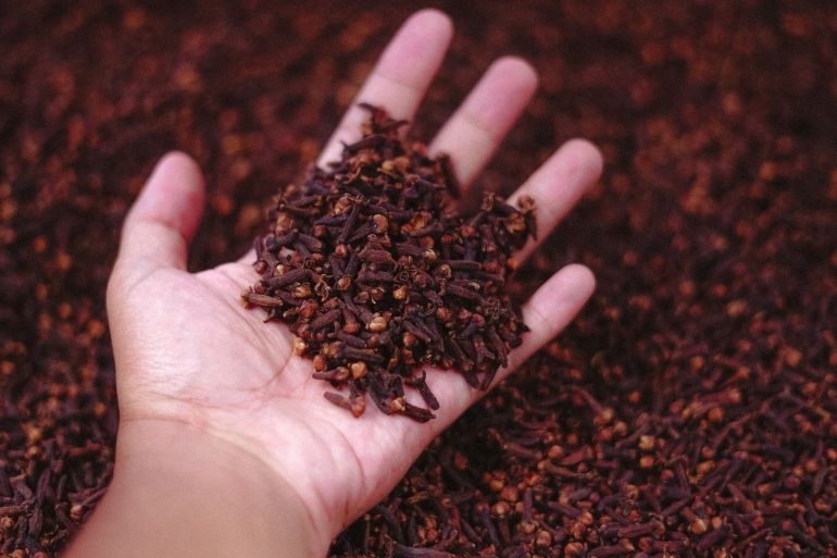 8804299-1788446928 A close-up of a hand holding dried cloves at a market in Malang, Indonesia.