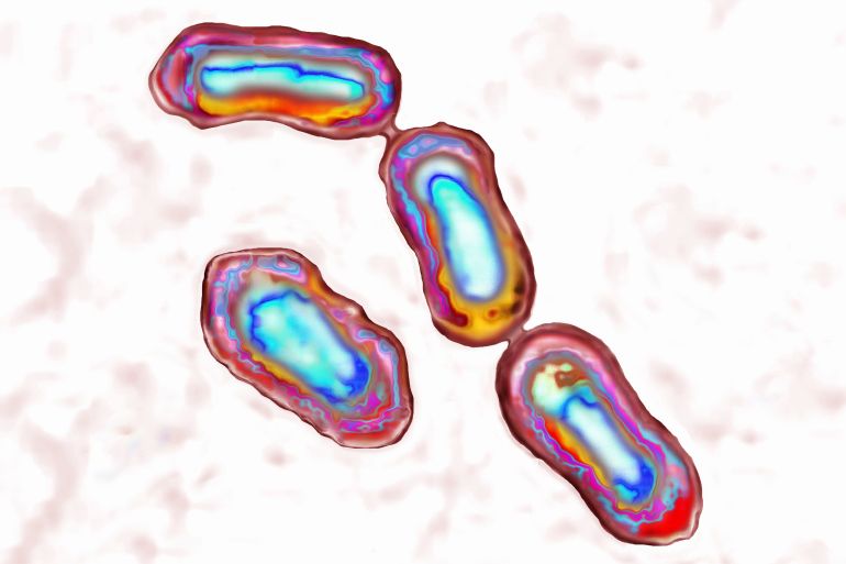 Yersinia Pestis Bacteria Causes Bubonic Plague In Animals And Humans And Usually Is Transmitted By The Bite Of Infected Rat Fleas. Illustration Based On Light Microscope Image At 1000X. (Photo By BSIP/UIG Via Getty Images)