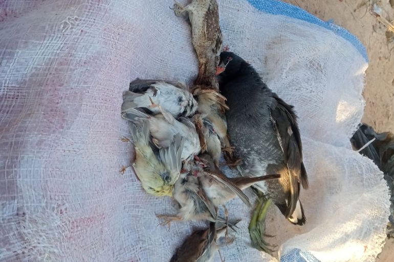7808-1791828208 حصيلة أحد الصيادين وتضم بعض الأنواع المحرم صيدها
