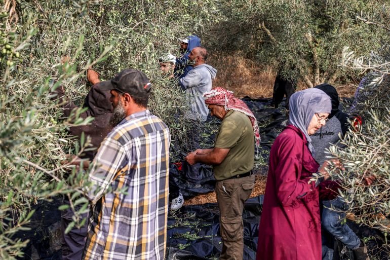 afp_6acf476a1412-1791969130 Palestinian farmers pick olives during the harvest season in a grove near a new Israeli settlement outpost established on land in the Palestinian village of Ayn Yabrud, northeast of Ramallah in the Israeli-occupied West Bank, on October 13, 2026.
