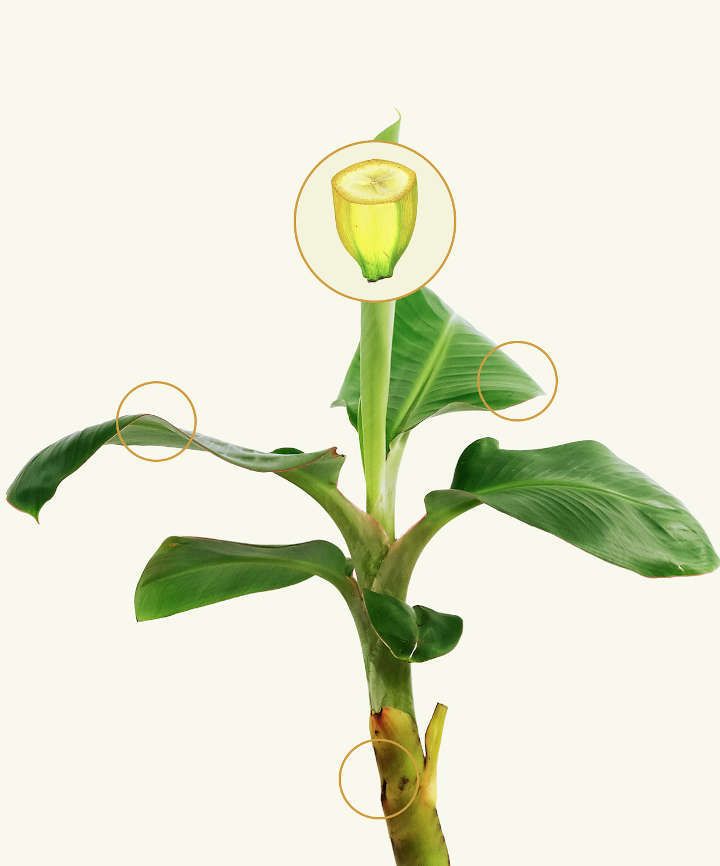 banana-product-page4a-1792237868 طور الباحثون موزا يتحول إلى اللون البني بمعدل أبطأ بكثير بعد تقطيعه أو فتحه (تروبيك)