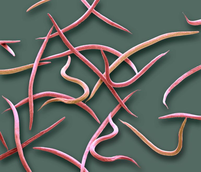 gettyimages-1148109598-1711196844 Phasmarhabditis hermaphrodita. Coloured scanning electron micrograph (SEM) of Phasmarhabditis hermaphrodita. Phasmarhabditis hermaphrodita is a microscopic nematode in the family Rhabditidae. It is a lethal parasite of the slug. This nematode is commercially reared in a culture with the bacterium Moraxella osloensis and sold as a biological molluscicide for the control of slugs. Magnification: x 80 when printed 10cm wide