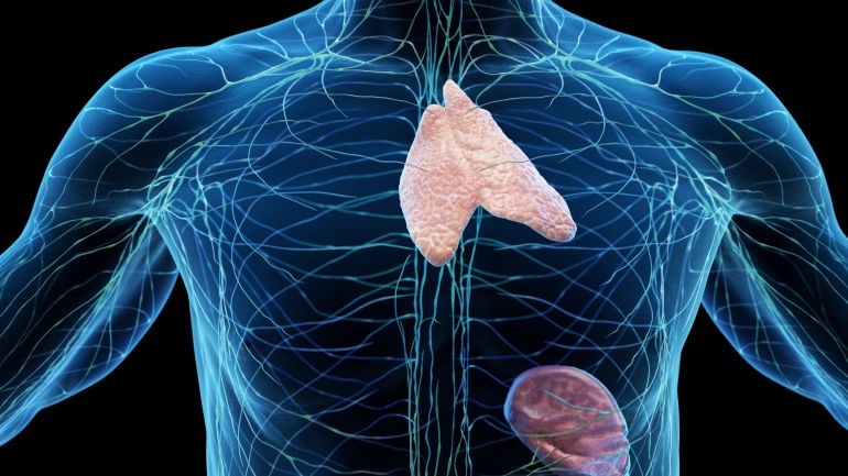 gettyimages-1607027016-1731445966 Lymphatic system including the spleen and thymus gland, illustration