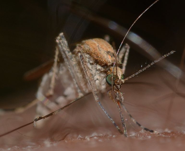 insects-820485_1920-1763206599 هذه البعوضة مسؤولة عن نشر فيروسات مثل فيروس غرب النيل وحمى الضنك (بيكسابي)