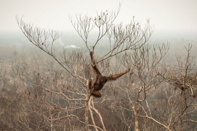 reuters_6ad1e51e-1792140574 FILE PHOTO: A drone view shows an orangutan hanging from a tree in a palm-oil plantation affected by wildfires before being rescued in Laman Satong village, Ketapang Regency, West Kalimantan, Indonesia, September 30, 2026. The intense wildfires, burning mainly on Borneo and Sumatra islands, began in July and could continue until November, aggravated by a severe El Nino weather pattern, the government has warned. REUTERS/Victor Fidelis Sentosa SEARCH "KURNIAWAN INDONESIA ORANGUTANS" FOR THIS STORY. SEARCH "WIDER IMAGE" FOR ALL STORIES. TPX IMAGES OF THE DAY/File Photo